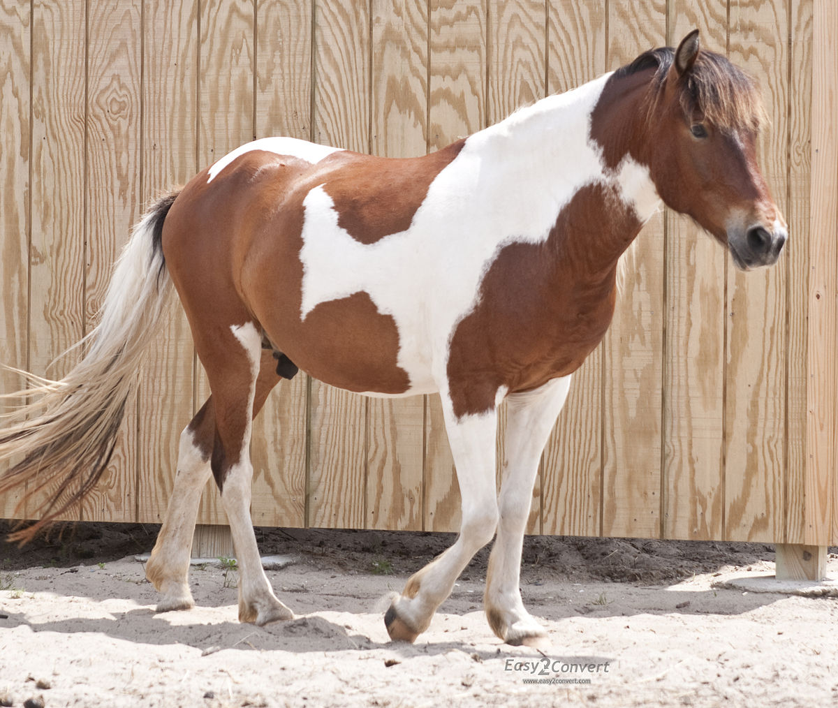 Horse_at_Ocracoke_Pony_Pen_by_Bonnie_Gruenberg
